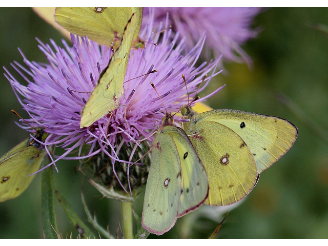 Cirsium discolor (Field thistle) #30915