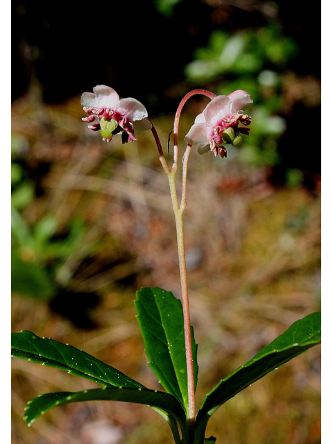 Chimaphila umbellata (Pipsissewa) #30919