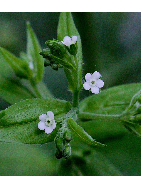 Hackelia virginiana (Beggarslice) #30923