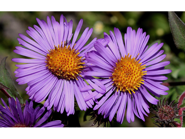 Symphyotrichum novae-angliae (New england aster) #30977