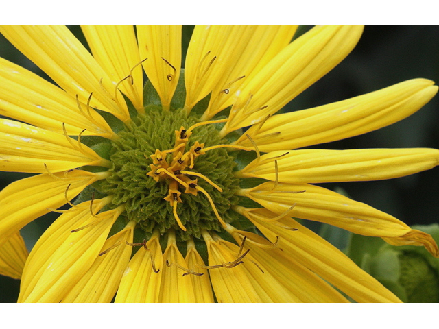 Silphium perfoliatum (Cup plant) #30989