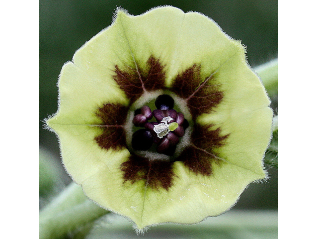 Physalis heterophylla (Clammy groundcherry) #30993