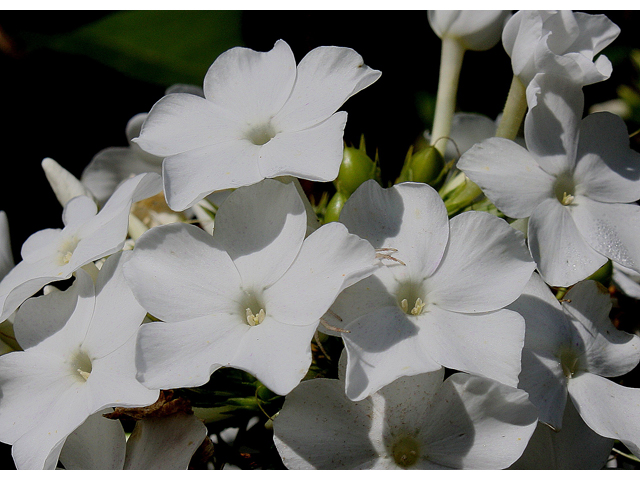 Phlox paniculata (Fall phlox) #30996