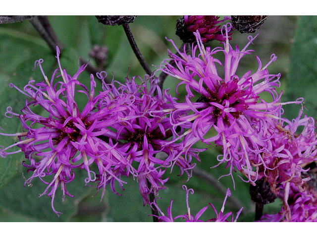 Vernonia gigantea (Giant ironweed) #31007