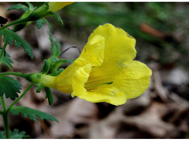 Aureolaria pedicularia (Fern-leaf yellow false foxglove) #31008