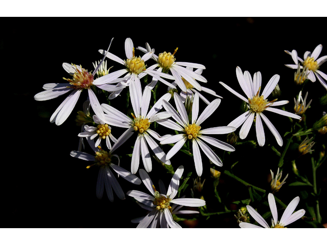 Symphyotrichum cordifolium (Broad-leaved aster) #31014