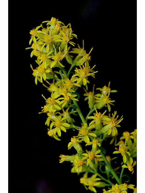 Solidago uliginosa (Bog goldenrod) #31015