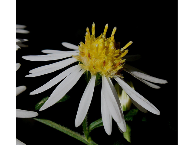 Symphyotrichum ontarionis (Ontario aster) #31029