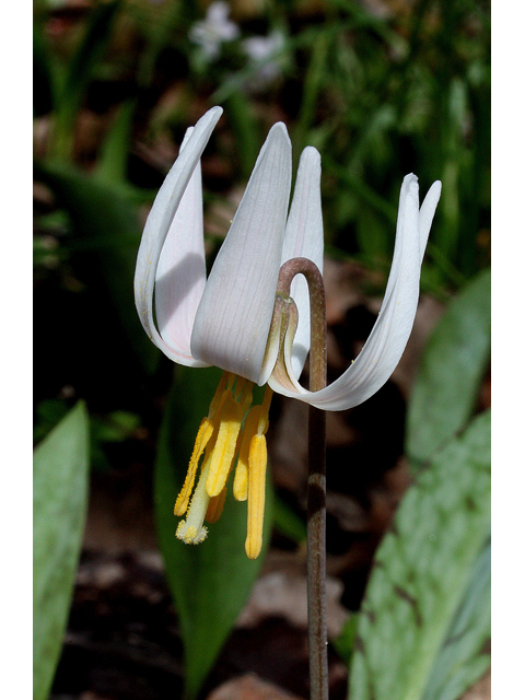 Erythronium albidum (White troutlily) #31037