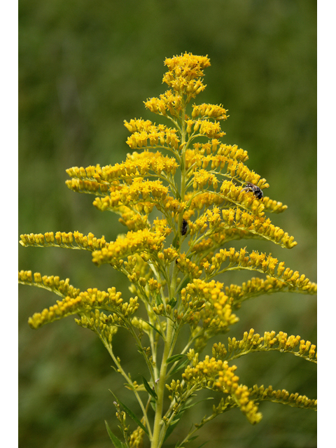 Solidago altissima (Tall goldenrod) #31422