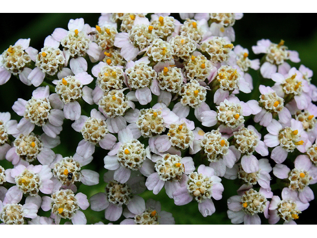 Achillea millefolium (Common yarrow) #31440