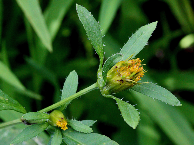 Bidens frondosa (Devil's beggartick) #31479