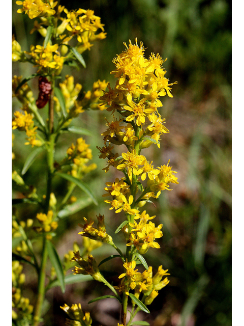 Solidago simplex (Mt. albert goldenrod) #31488