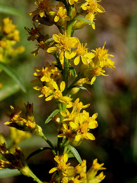 Solidago simplex (Mt. albert goldenrod) #31489