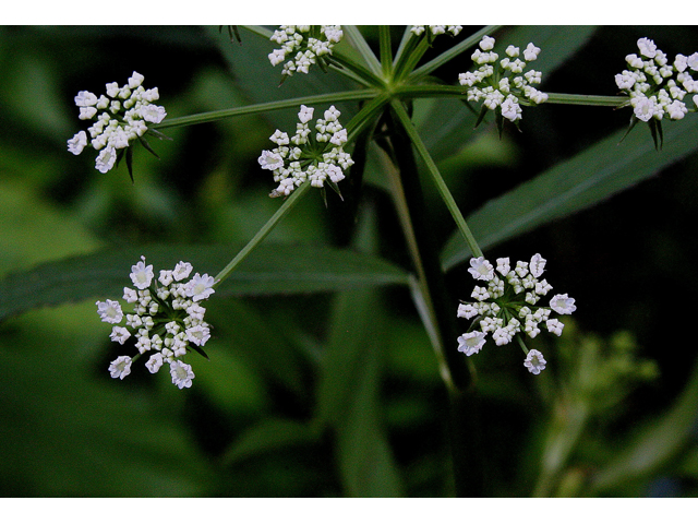 Sium suave (Hemlock waterparsnip) #31509