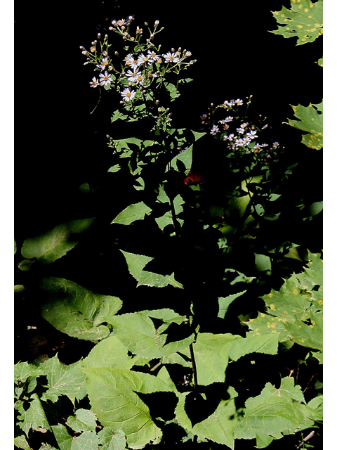 Eurybia macrophylla (Bigleaf aster) #31521