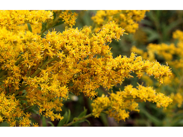 Solidago canadensis (Canada goldenrod) #31543