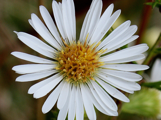 Symphyotrichum pilosum (Hairy white oldfield aster) #31546