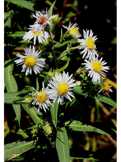 Symphyotrichum puniceum var. puniceum (Purplestem aster) #31550