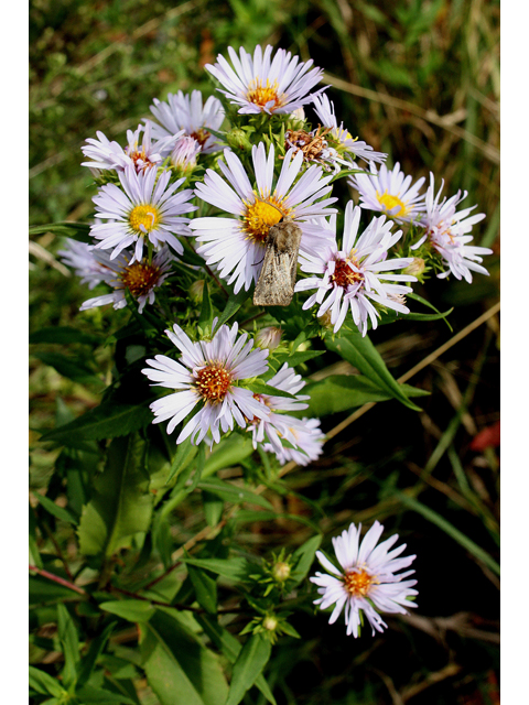 Symphyotrichum novae-angliae (New england aster) #31559