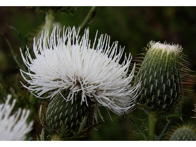 Cirsium discolor (Field thistle) #31585