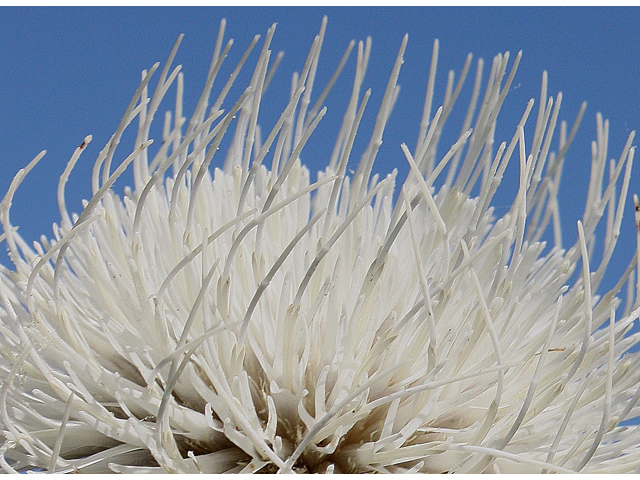 Cirsium discolor (Field thistle) #31588