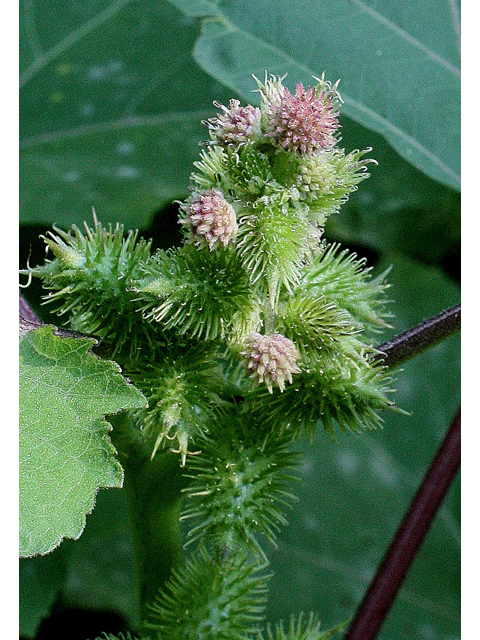 Xanthium strumarium (Rough cocklebur) #31596