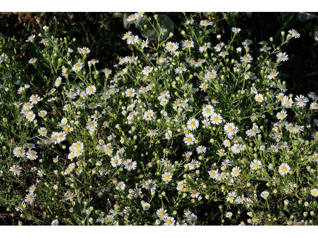 Symphyotrichum pilosum (Hairy white oldfield aster) #31619