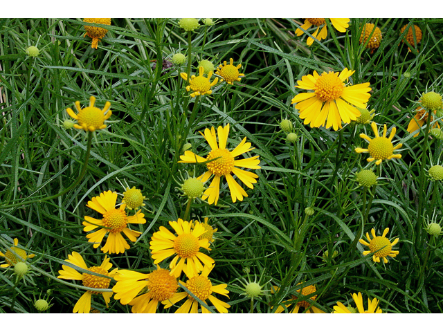 Helenium amarum (Yellow sneezeweed) #31625