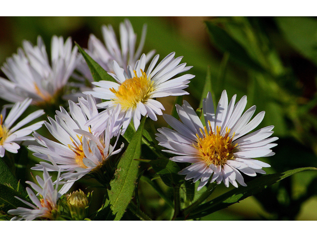 Symphyotrichum puniceum var. puniceum (Purplestem aster) #31635