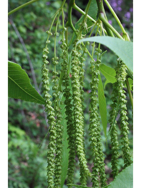 Carya glabra (Pignut hickory) #31668