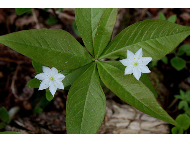 Trientalis borealis (Starflower) #31679