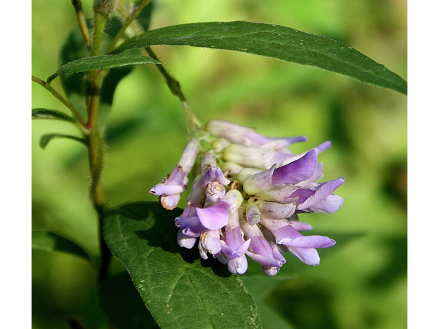 Amphicarpaea bracteata (American hogpeanut) #31748