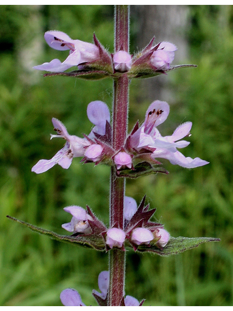 Stachys pilosa (Hairy hedgenettle) #31755