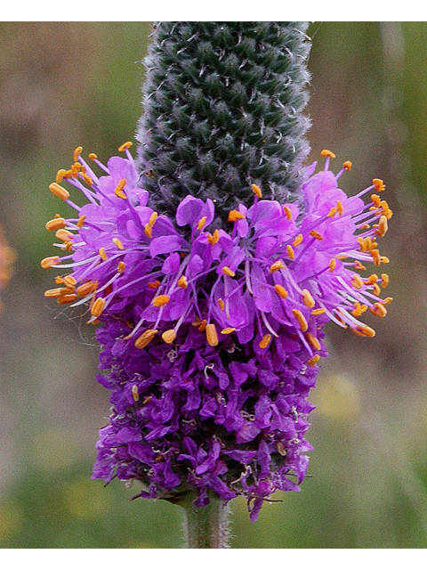 Dalea purpurea (Purple prairie clover) #31762