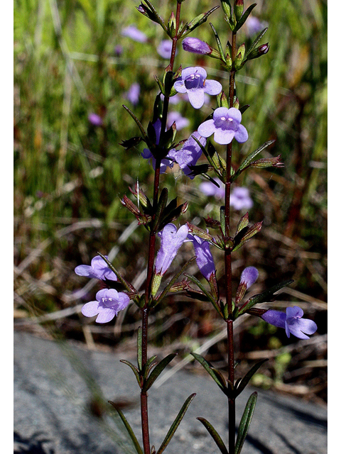 Clinopodium arkansanum (Limestone calamint) #31775