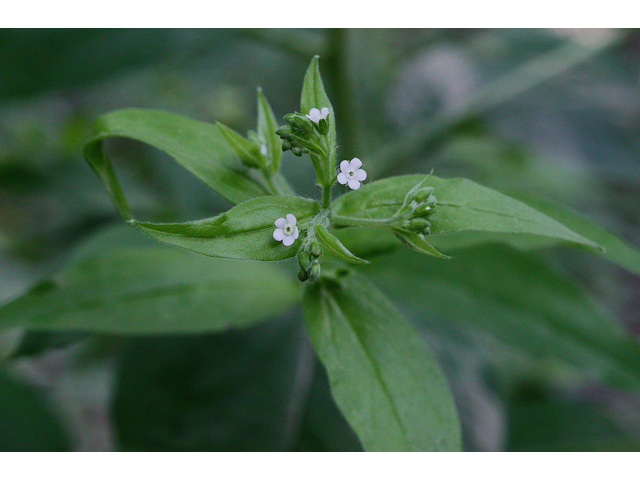 Hackelia virginiana (Beggarslice) #31787