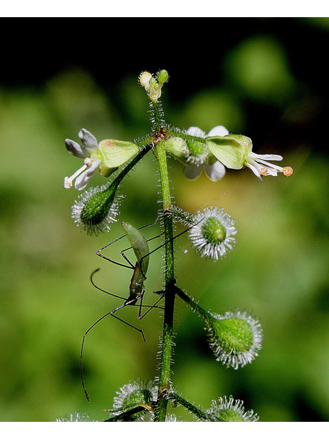 Circaea lutetiana ssp. canadensis (Broadleaf enchanter's nightshade) #31838