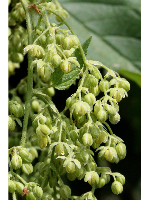 Humulus lupulus (Common hop) #31855