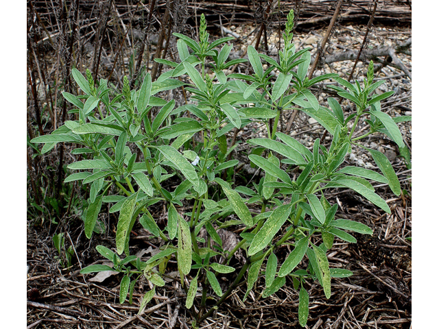 Salvia reflexa (Mintweed) #31857