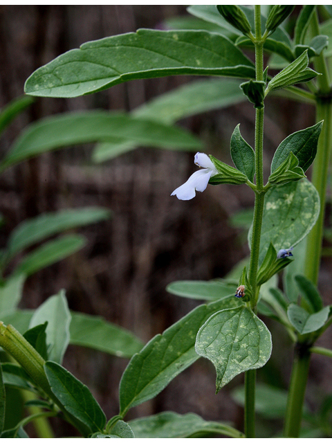 Salvia reflexa (Mintweed) #31858