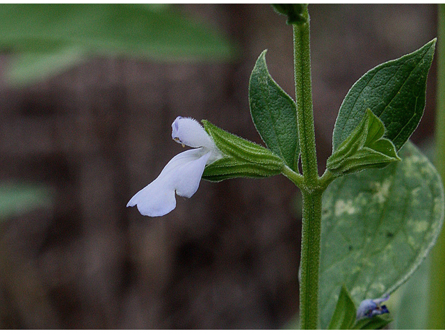 Salvia reflexa (Mintweed) #31859