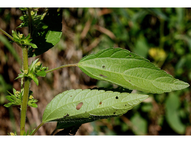 Acalypha rhomboidea (Common threeseed mercury) #31864