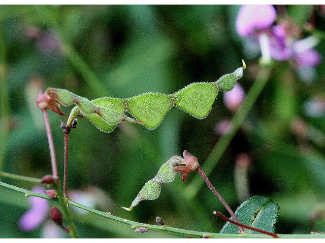 Desmodium paniculatum (Panicledleaf ticktrefoil) #31869