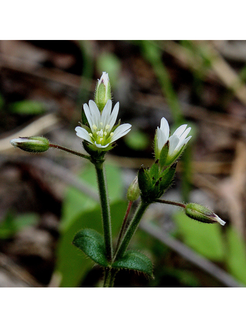 Cerastium nutans var. nutans (Nodding chickweed) #31898