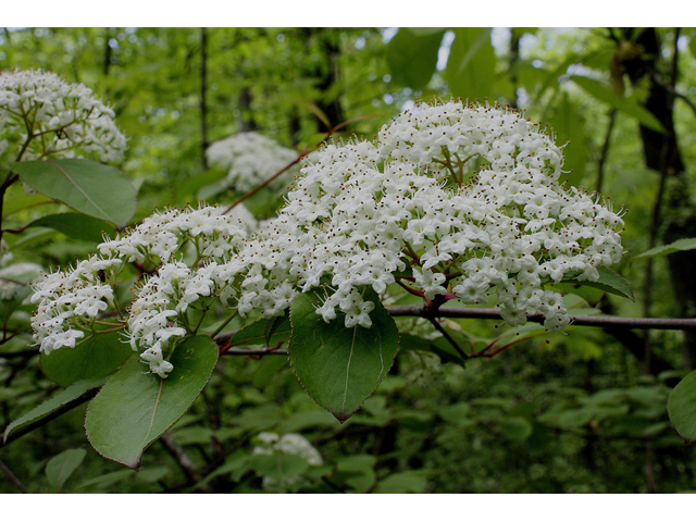 Viburnum prunifolium (Blackhaw) #32110