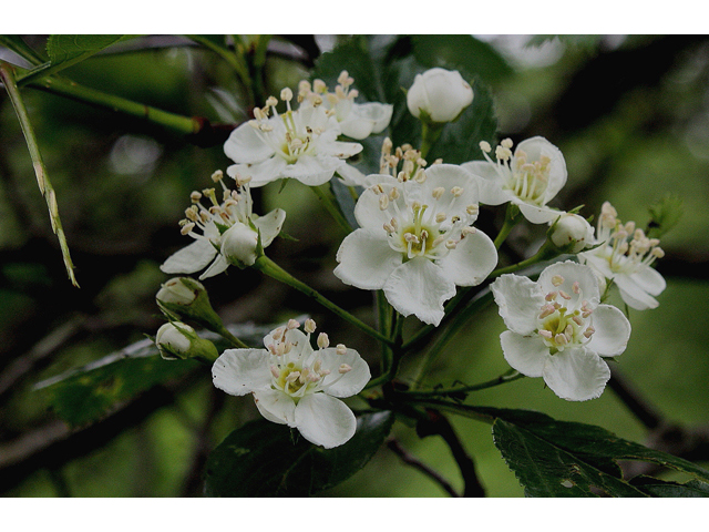 Crataegus crus-galli (Cockspur hawthorn) #32121