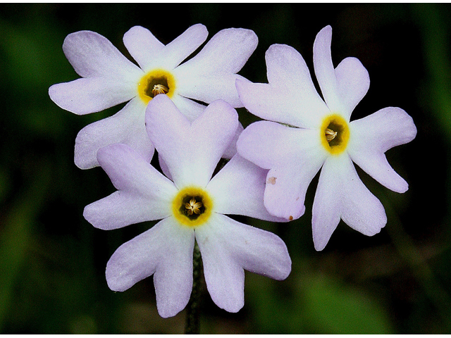 Primula mistassinica (Mistassini primrose) #32131