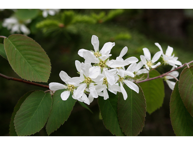 Amelanchier sanguinea (Roundleaf serviceberry) #32132