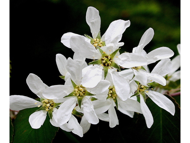 Amelanchier sanguinea (Roundleaf serviceberry) #32133